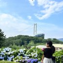 [울산] 장생포 수국 페스티벌 현재 개화 상황, 주차, 입장료 (6/26 방문)