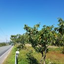 국도23호선가로수 이미지