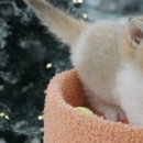 라온캣 잠실고양이분양 | 서울고양이분양 라온캣 잠실점에서 만난 내 인생의 특별한 고양이 친구