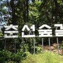 경춘선솔밭길 이미지
