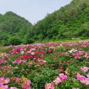 삼지1리경로당 | 경북 가볼만한곳 영양군 작약꽃밭 꽃나들이 포토존