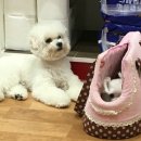 나밍밍 강아지네 이미지