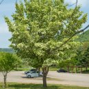 여행하는 나무 이미지