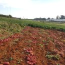 황토 농장 이미지