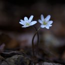 꽃의 노래 이미지