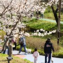 봄빛문화공원중간 | 김제 벚꽃축제 이번주까지 만개! 인생샷 남기기 좋은 김제시민공원 후기