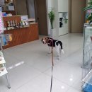 이담동물병원