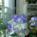 퍼플크라운 이미지