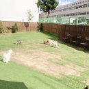 꼬리살랑 이미지