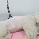 꽃개애견미용 이미지