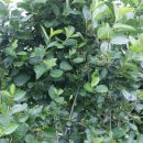 형제농원 이미지