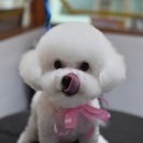 루이펫살롱 이미지