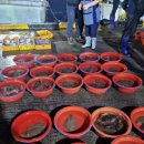 대게왕국 이미지