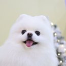 멜로디펫살롱 이미지