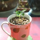 커피나무 이미지