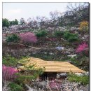 매화농원 이미지