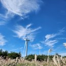 보라애견 이미지