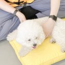 옐레드 애견유치원 & 애견호텔 광명점 이미지