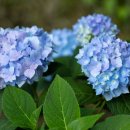 오니무드네일 이미지