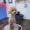 살롱드삐삐 이미지