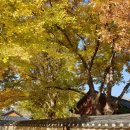 만년소녀 이미지