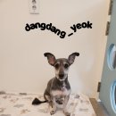 슈나애견미용 이미지