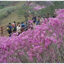 제 106차 정기산행 (인천시 강화군 고려산) 진달래 산행 이미지