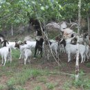 보아농장 이미지