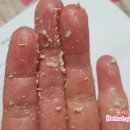 야니소프트 이미지