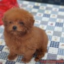 야옹아멍멍해봐 장유점 이미지