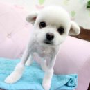 뷰티펫 하우스 이미지