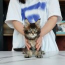 도레미광고 이미지