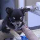 디오 동물병원 이미지