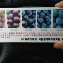 하늘포도농장