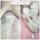 편한미용 | 창원고양이미용/목욕, 무마취미용 상남동 무냥무냥 후기