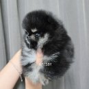 개츠비 켄넬 이미지