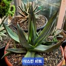 #샥스킨 비트 이미지