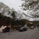 거북애견 이미지