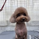 언니네 펫 이미지