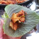 하늘날닭 이미지