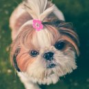 고려동물약품 이미지