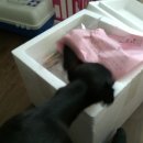 라라까까 이미지