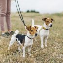 양주24시해든동물의료센터 이미지