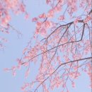 팀터틀랫 중부점 이미지