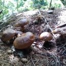 장군의집 민박 이미지