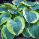 초일농장 이미지