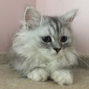 하얀강아지&고양이 이미지