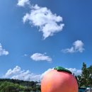 서홍천농협 경제종합센터 | 【제24회 세종 조치원 복숭아 축제26.7.24~7.26】