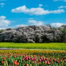 온천천시민공원 영산홍 이미지