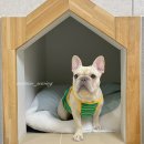 [PET TRAVLE] 조용하고 운치 있는 스테이 앤 스튜디오 몽/여주 신축 애견 펜션/독채 애견 펜션 후기